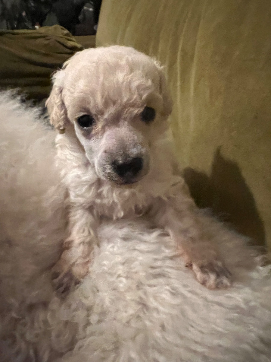 Miniature Poodle · 2025-10-19 · Tyresö · Anuradha's