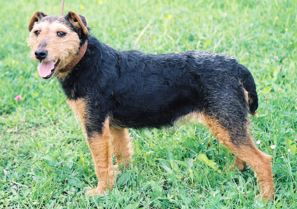 German Hunt Terrier