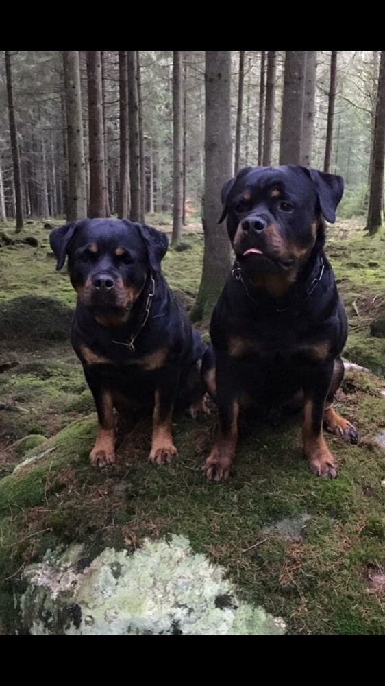 Rottweiler