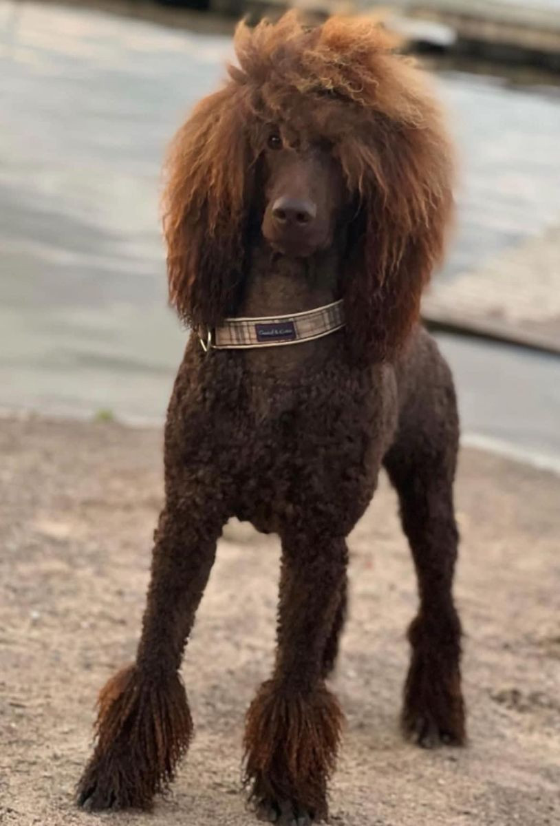 Storpudel, Flatcoated retriever och Golden retriever