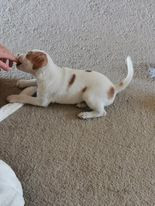 Dogs for youtoo