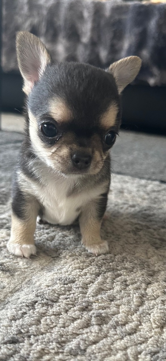Mini chipette