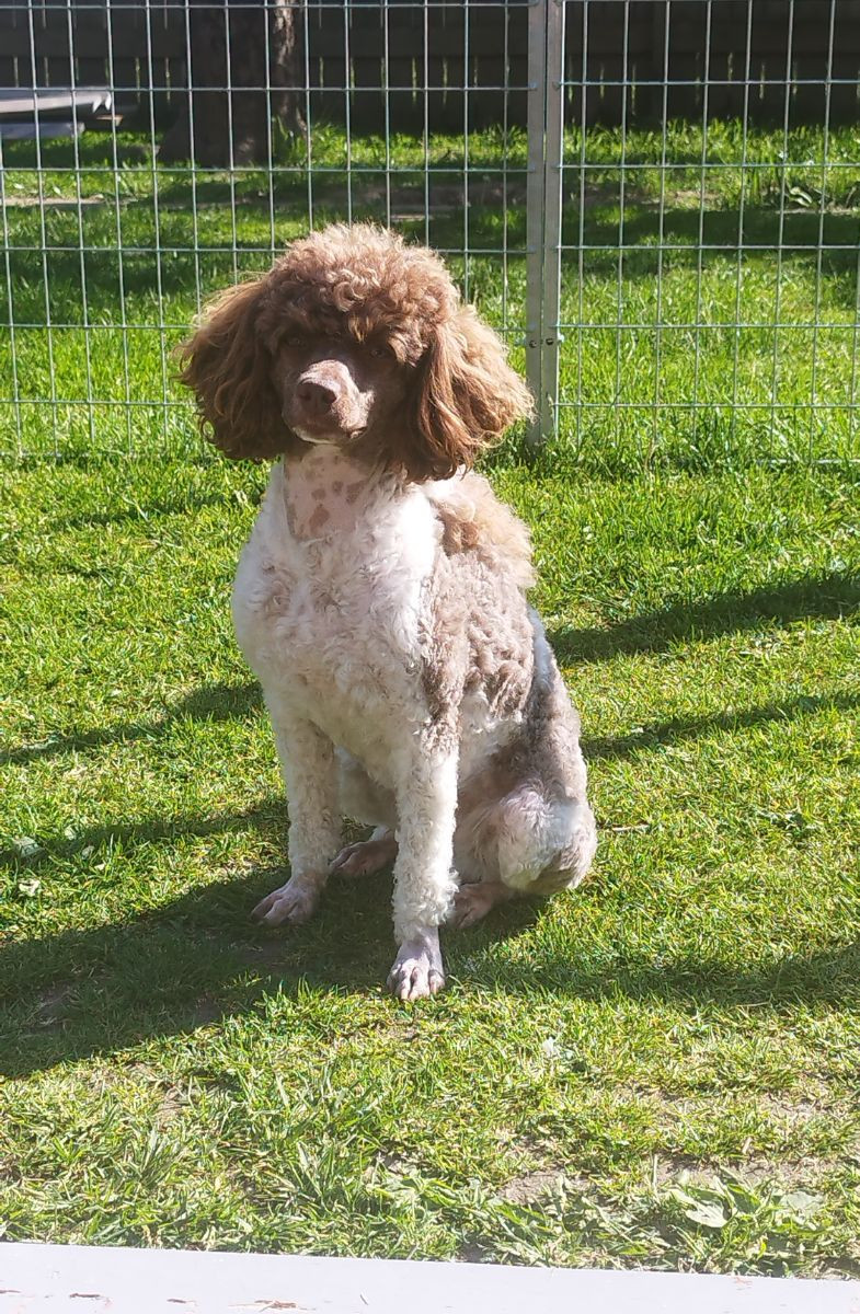 Hjortkvarns Cavapoo