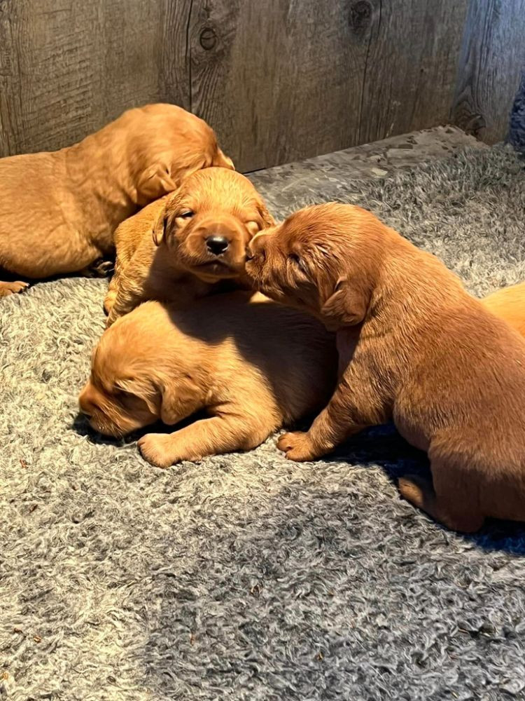 Isadoras Pudel och Cockerpoo