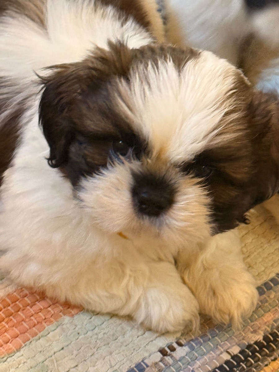 Shih Tzu