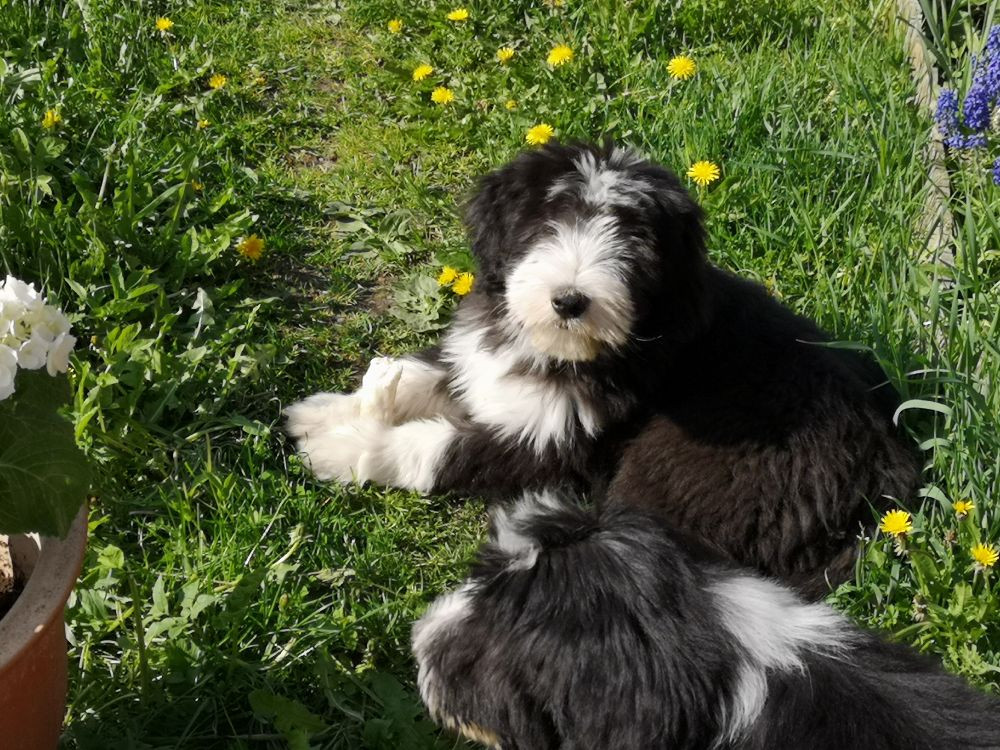 Bearded Collie