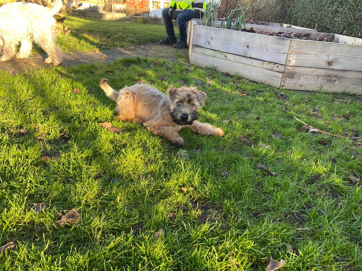 Irish Soft Coated Wheaten Terrier