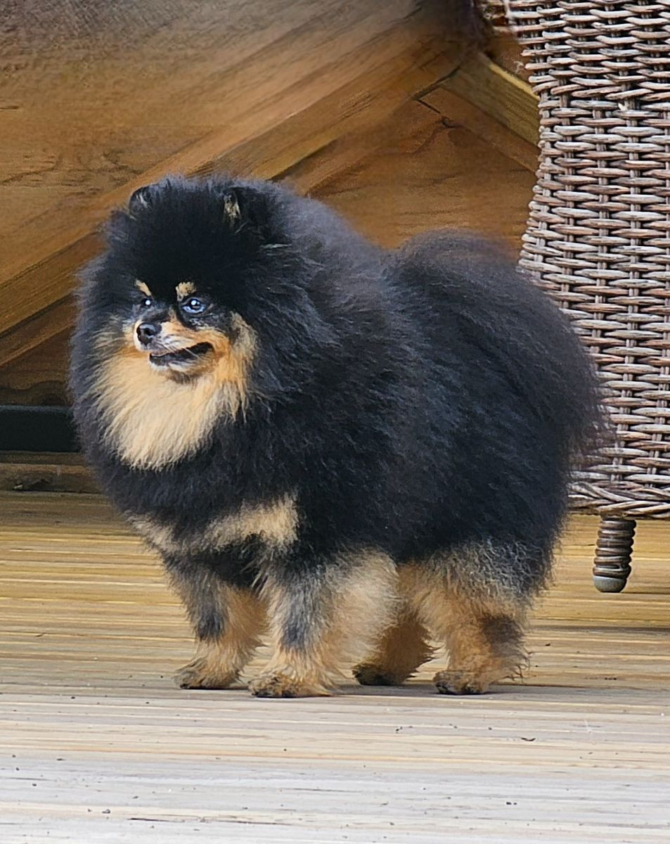 Pomeranian · 2025-11-21 · Enköping · Pomsik Rakaaig