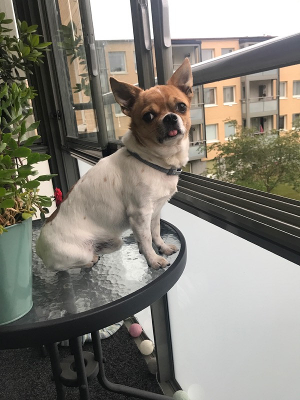 Elvis