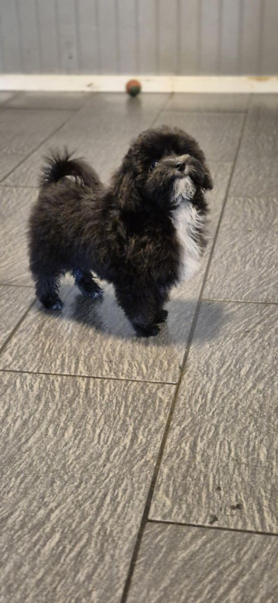 Maltipoo