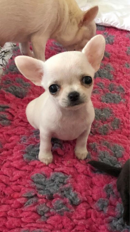 Mini chipette