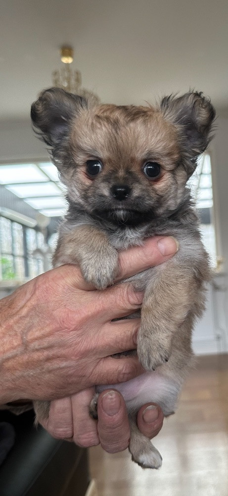 Mini chipette
