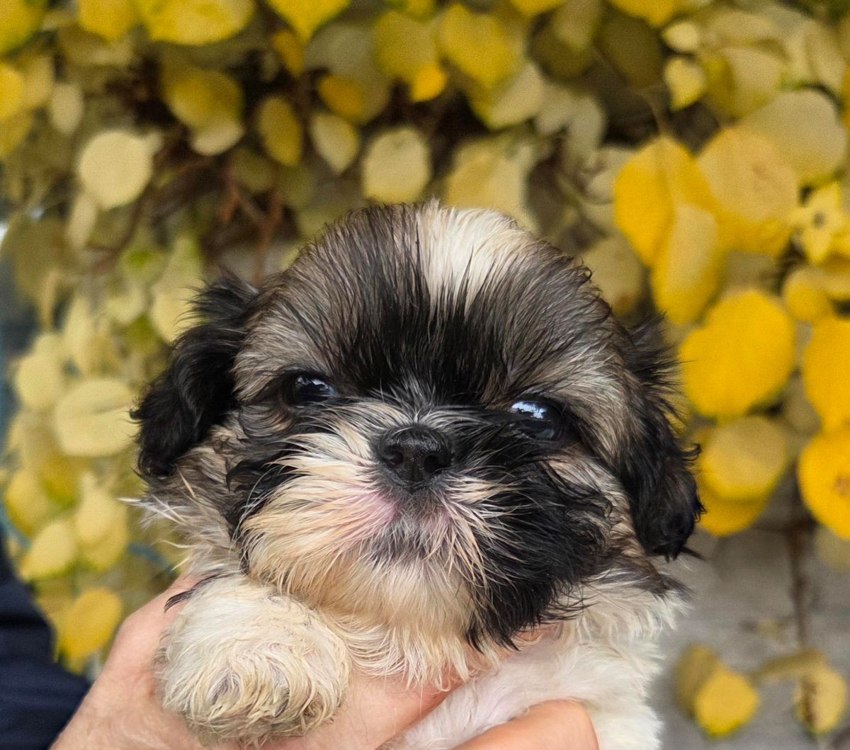Shih Tzu