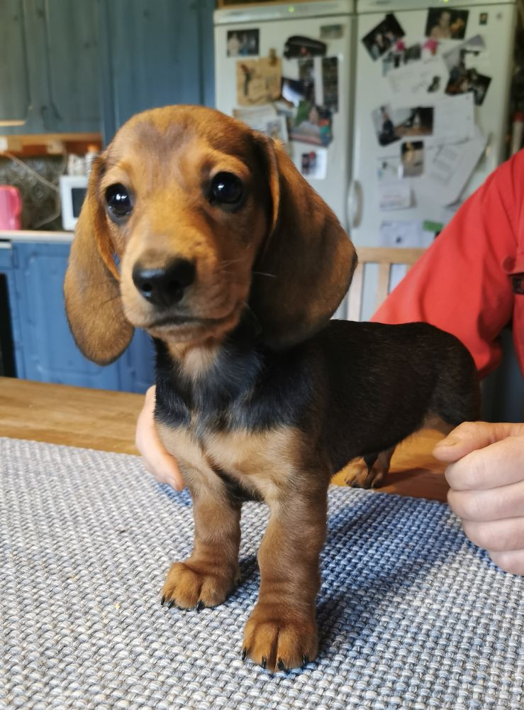 Dachshund