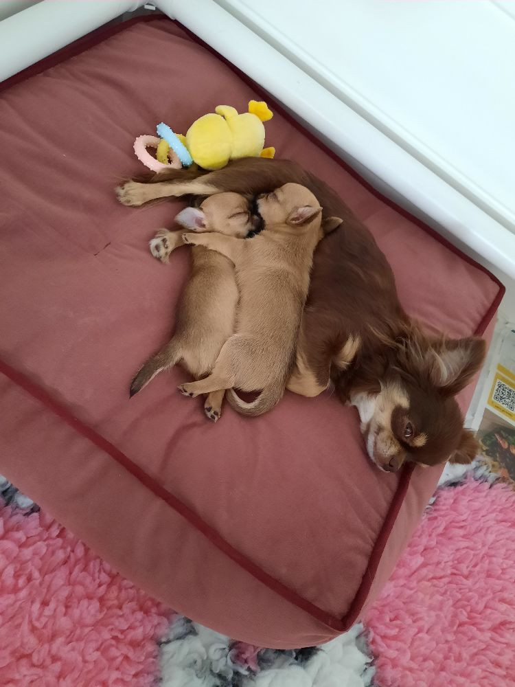 Hobbitdogs