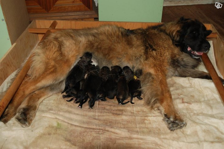 Leonberger