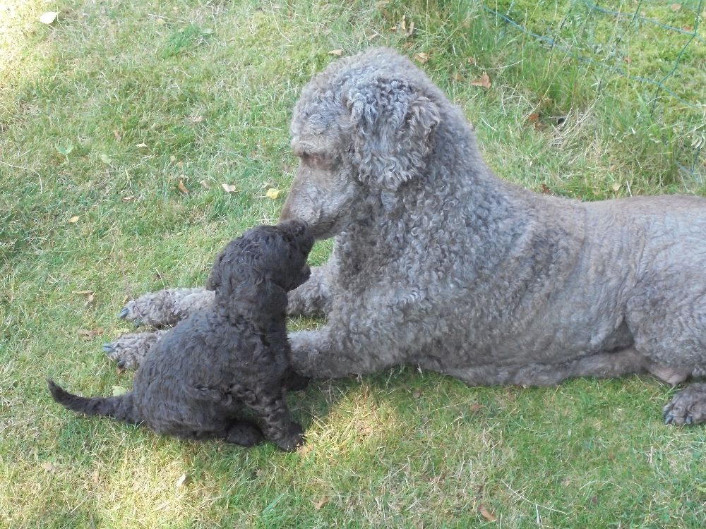 Vegeljung :s kennel