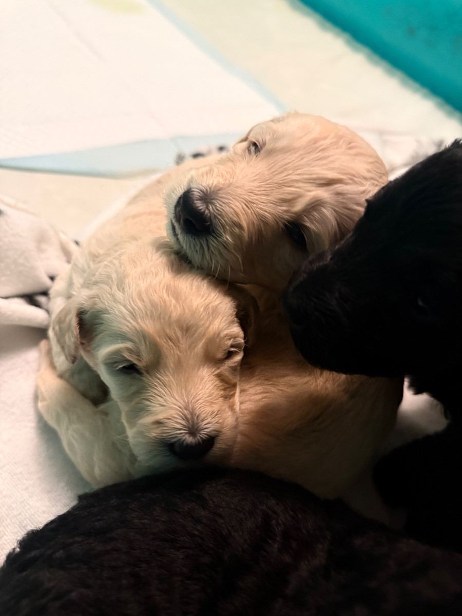 Labradoodle · 2025-11-08 · Sölvesborg · Rejus O.