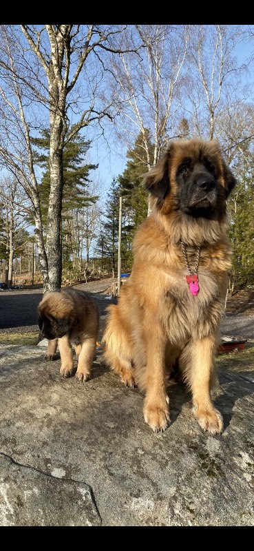 Leonberger