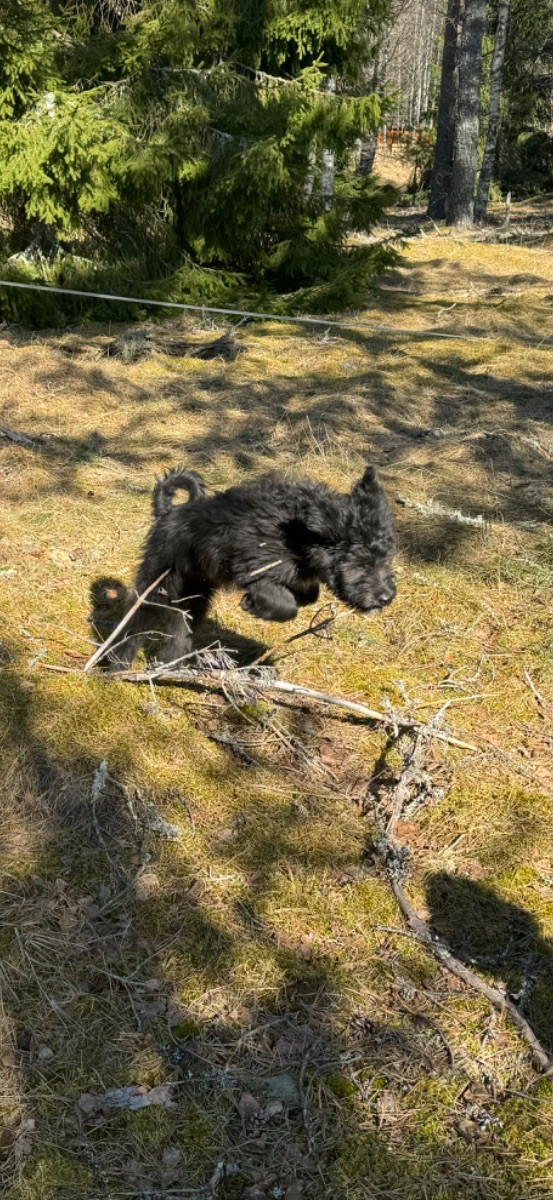 Isadoras Pudel och Cockerpoo