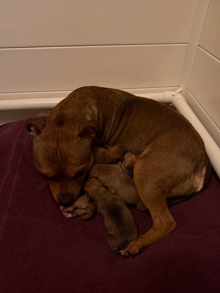 Soltanstaffs