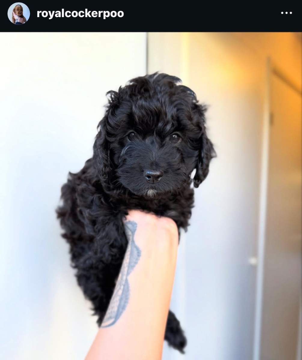 Royalcockerpoo