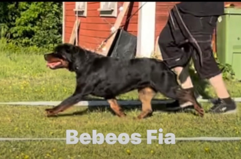 Bebeos