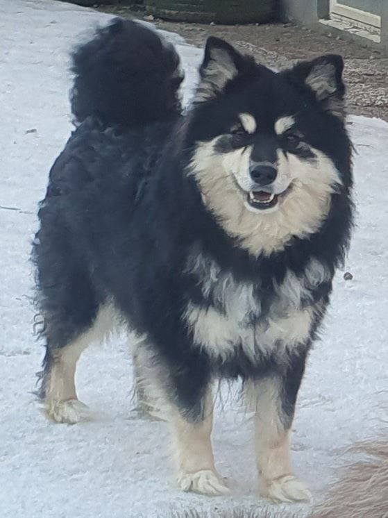 Silver Zamoras Dark Temtation
