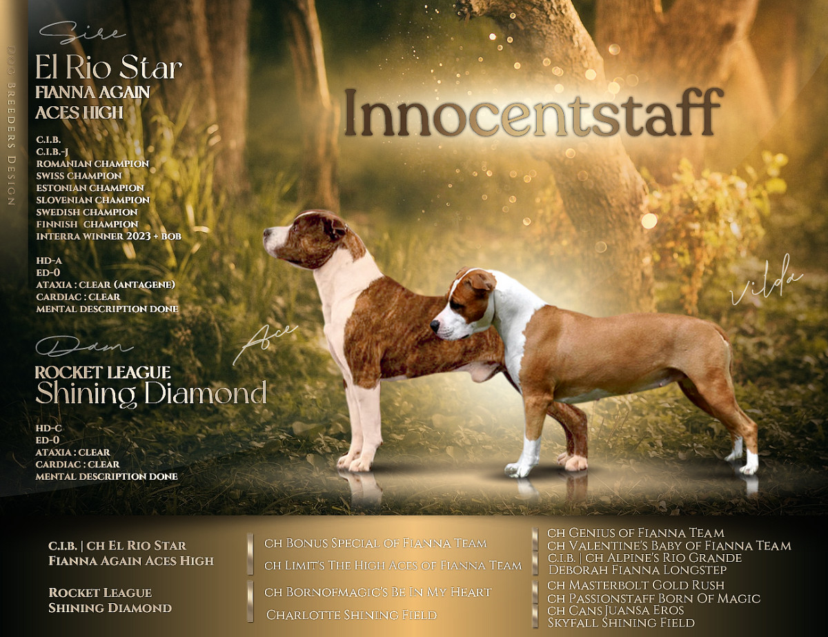 Innocentstaff