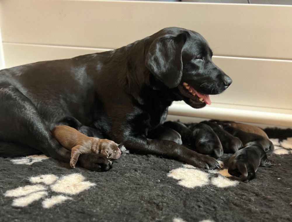 Labrador Retriever