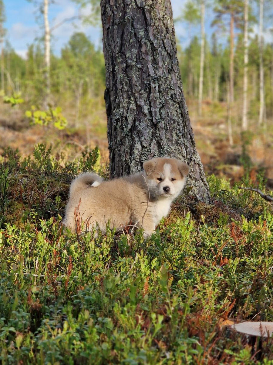 Eldsjöns Kennel