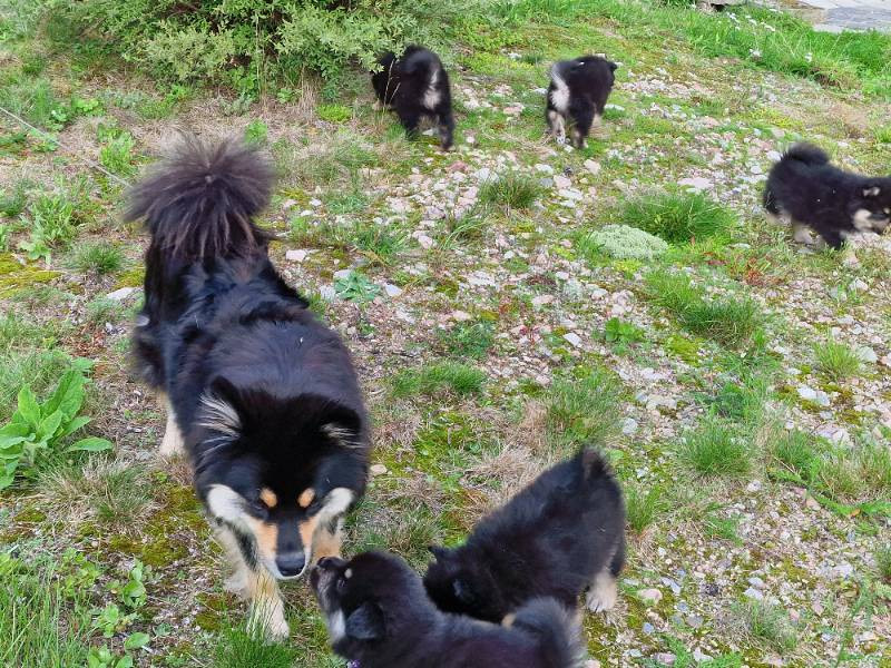 Finsk lapphund