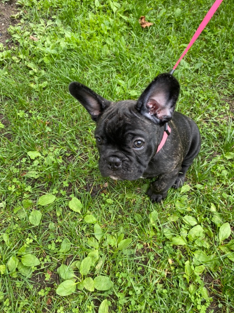 Fransk bulldog