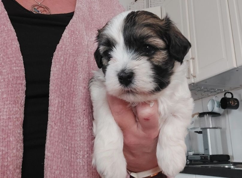 Havanese