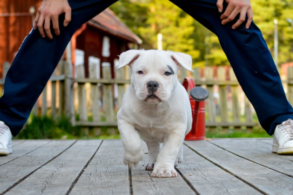 Redhouse Bully