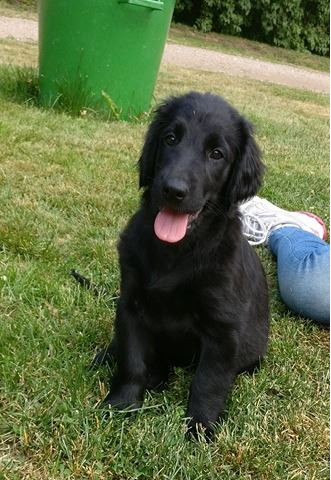 Flat Coated Retriever