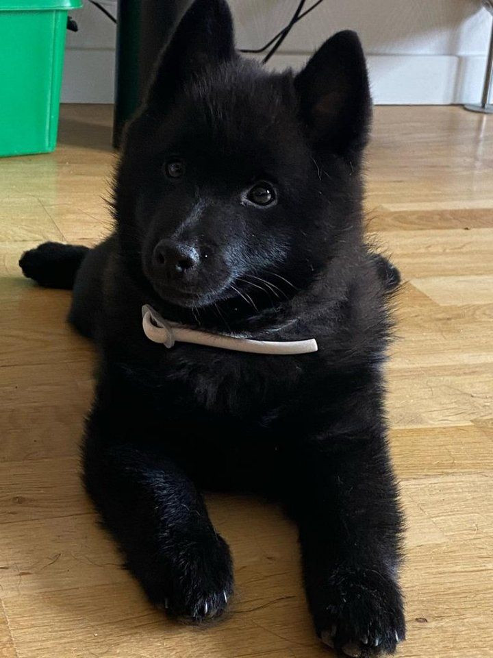Schipperke