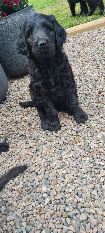 Lyckornaslabradoodle