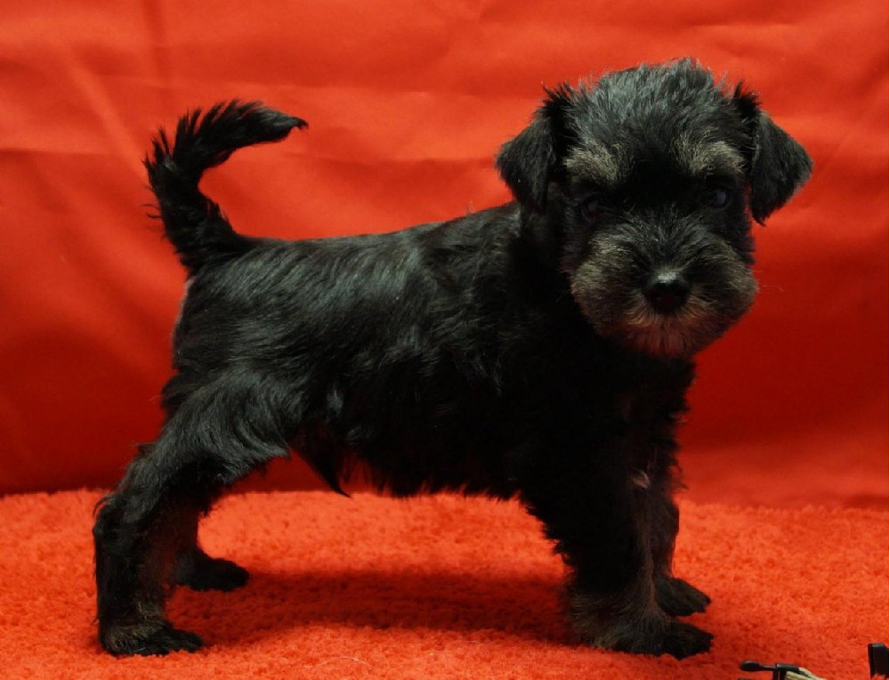 Miniature Schnauzer