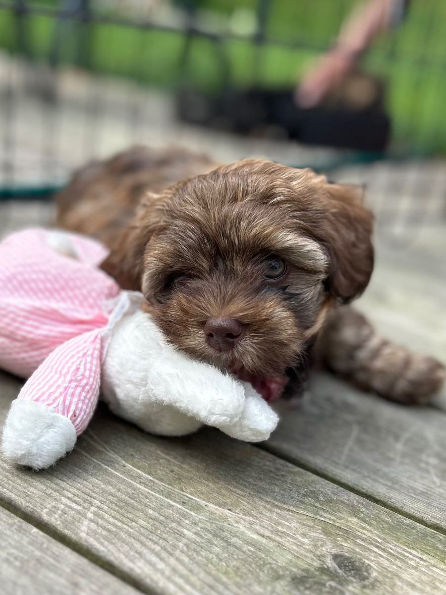 Farahsolens