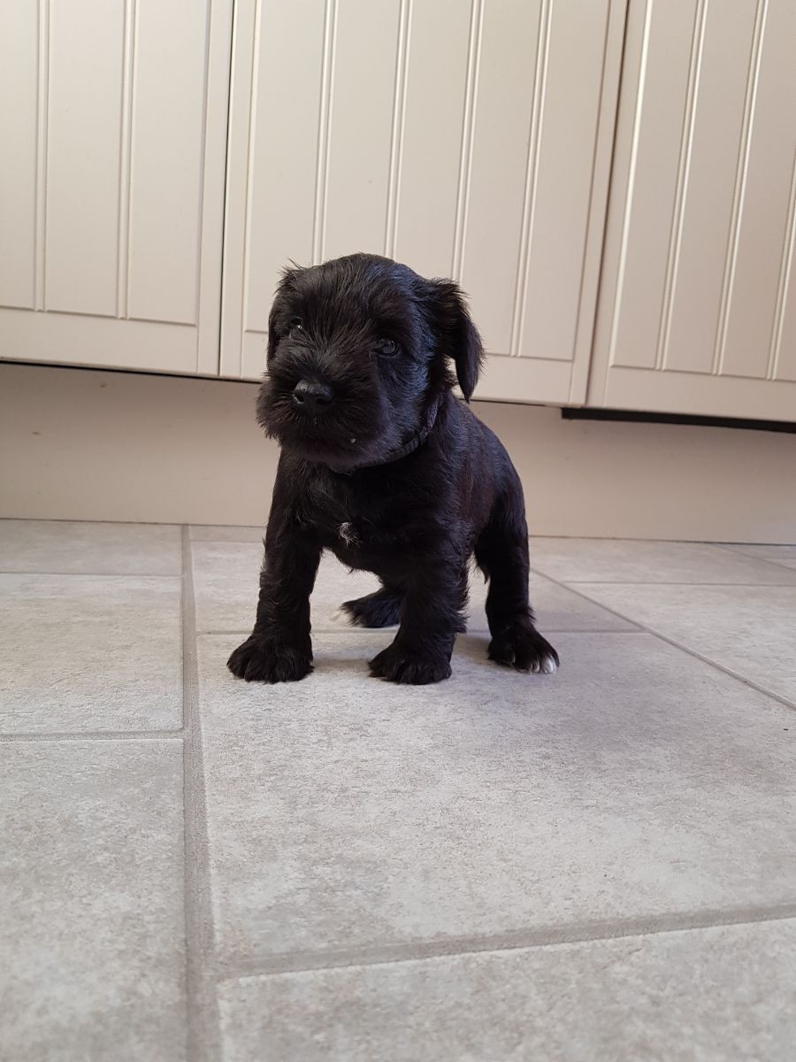 Miniature Schnauzer