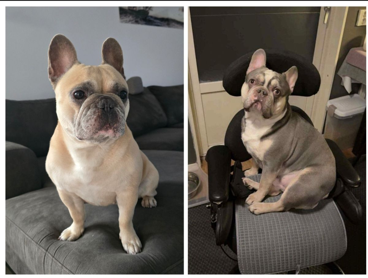 French Bulldog · 2025-10-27 · Strängnäs · Slobodan D.