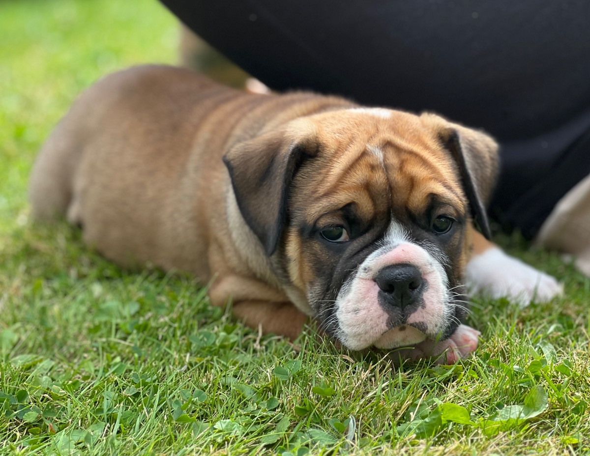Continental bulldog