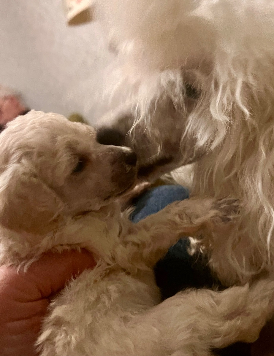 Miniature Poodle · 2025-10-19 · Tyresö · Anuradha's