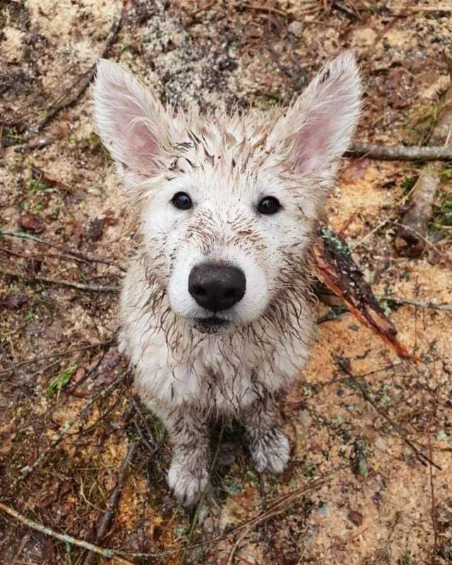 Vit herdehund