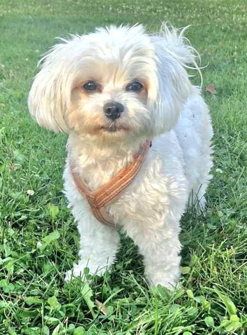 Maltipoo