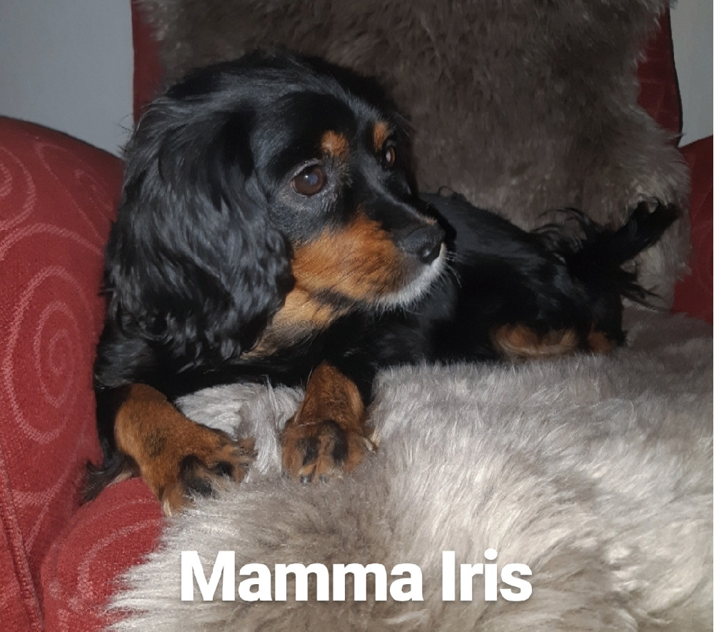 Cockerspaniel och Cavalier