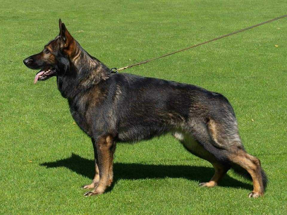 Kennel Snibor Anzi