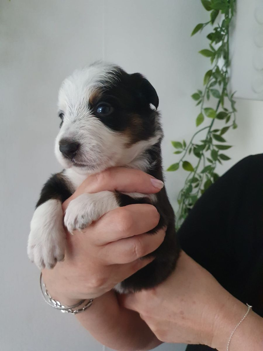 Canis