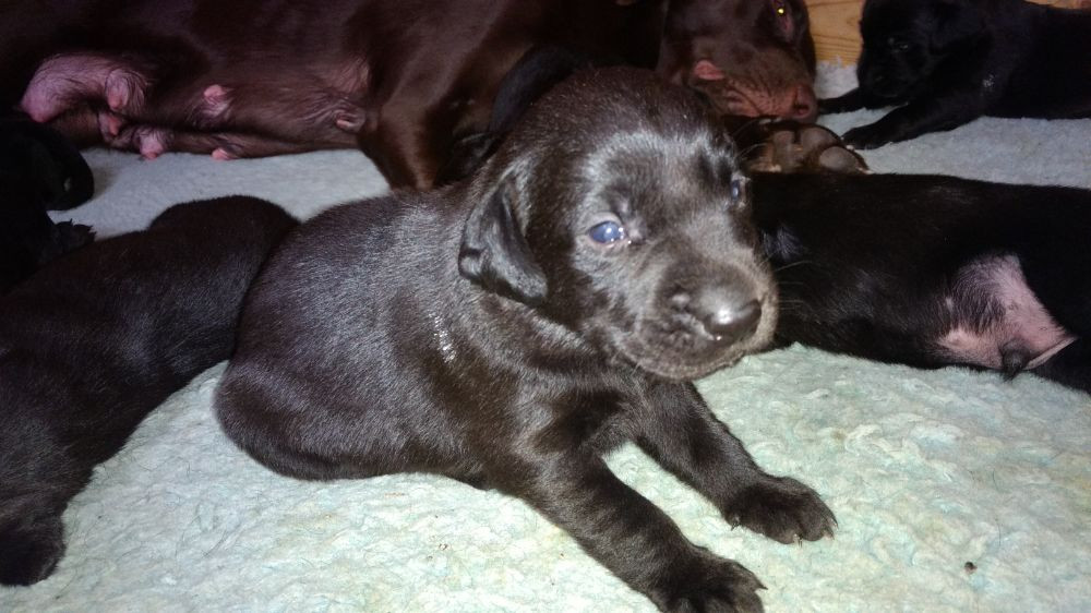 Labrador Retriever